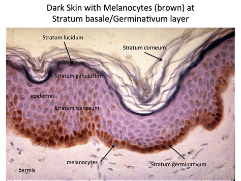 Layers Of Epidermis Histology