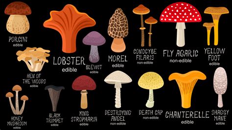 Magic Mushroom Identification Chart