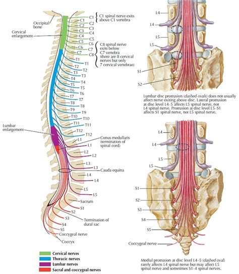 Cauda equina, cauda equina syndrome causes, symptoms & treatment