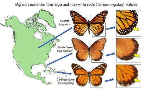 White spots on monarch butterflies' wings may aid their long migration ...