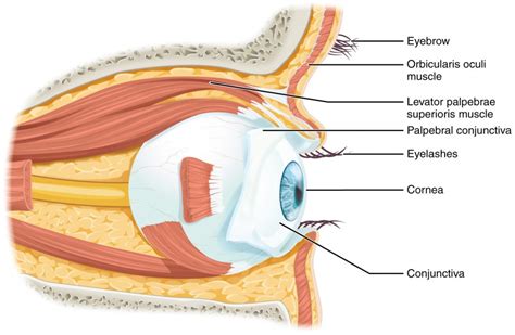 Vision | Anatomy and Physiology I