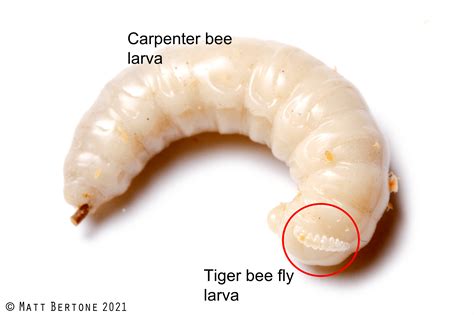 The Tiger Bee Fly – Friend or Foe? – Think IPM Blog