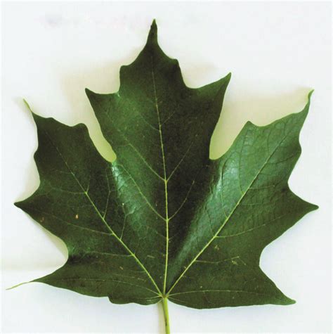 Identifying Maple Trees