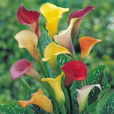 Arum lilies with their elegant faintly scented white flowers and spear ...