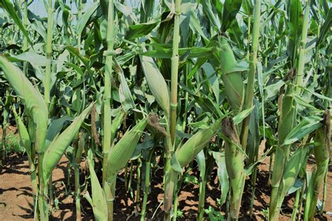 The maths of profitable maize farming | Kilimo News