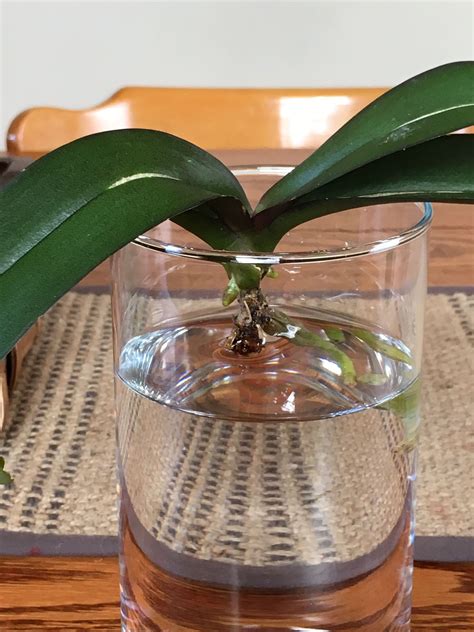 homedecorgardeningflowerrs.info | Orchids in water, Flowering house ...