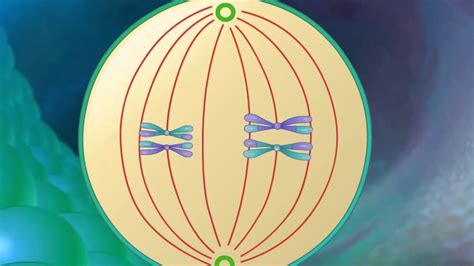 Stages of Meiosis HD Animation - YouTube