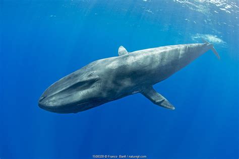 Clip of the Week - pygmy blue whale | Nature Picture Library