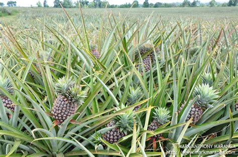 Camp Phillips: Del Monte Pineapple Plantation in Bukidnon - Philippines ...