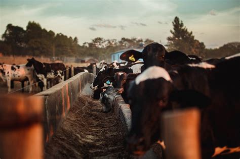 Dairy Farming: 5 Types of Necessary Equipment - Agriteer