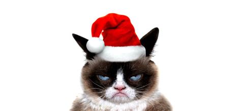 Grumpy Cat Christmas Wallpapers - Top Free Grumpy Cat Christmas ...