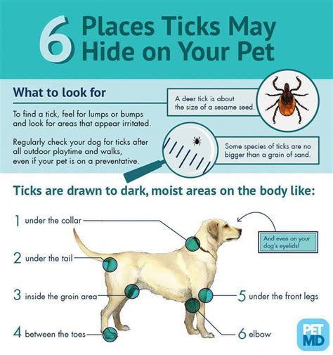 Signs and Symptoms of Lyme Disease in Dogs in 2020 | Lyme disease in ...