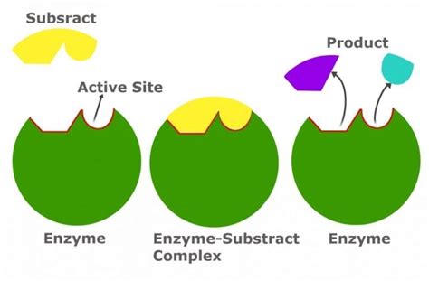 Allosteric Regulation: Definition, Working and Significance