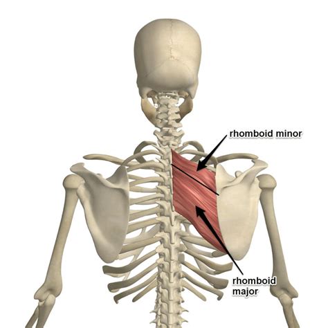 Rhomboid muscles - Origin, Insertion, Function, exercise