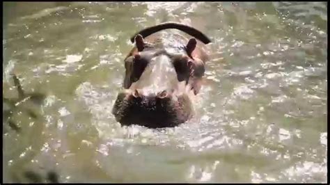 Hippo feeding time at Auckland Zoo - YouTube