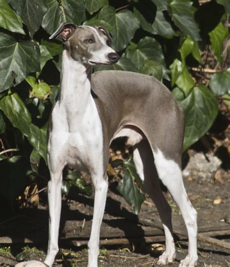 Italian Greyhound - Puppies, Rescue, Pictures, Information, Temperament ...