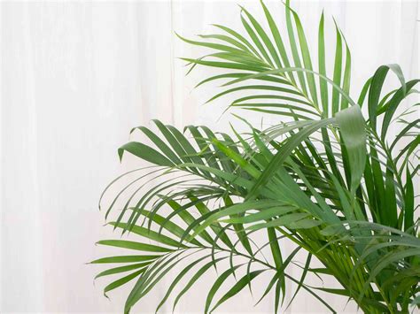 Areca Palm: Plant Care & Growing Guide