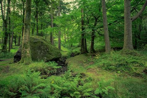 A history of Scotland's forests - History Scotland