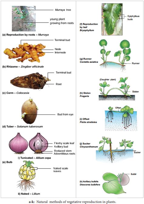 Explain asexual reproduction in plants. [textbook question 9]