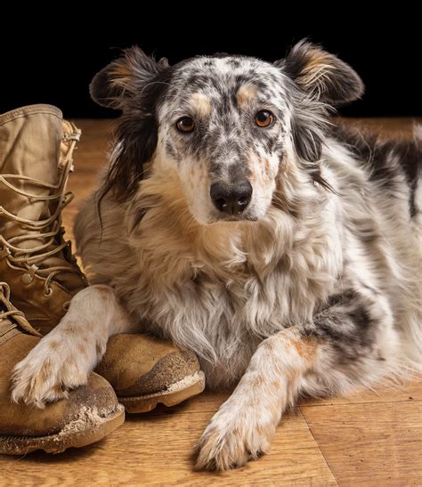 Border Collie Australian Shepherd Mix