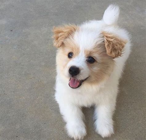 a small white and brown dog standing on concrete