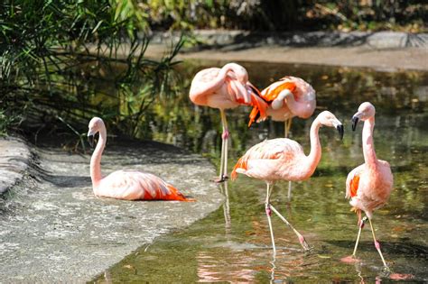 What to do in Baton Rouge: The Baton Rouge Zoo