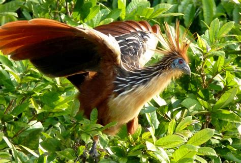 File:Hoatzin in Peru.jpg - Wikimedia Commons