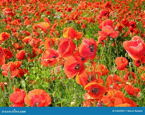 Red poppies stock image. Image of meadow, happiness, somniferum - 2442009