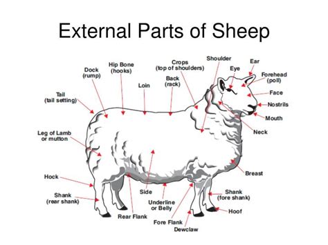 External Anatomy Of Sheep