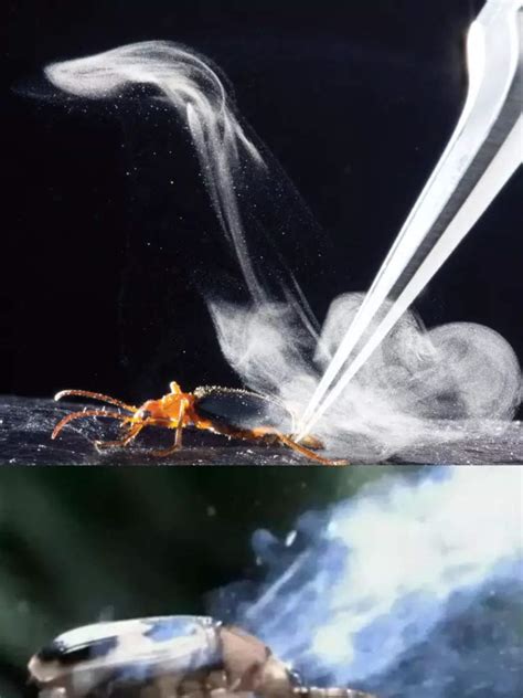 Bombardier Beetle: Insect That Fires Boiling Chemicals at Predators ...