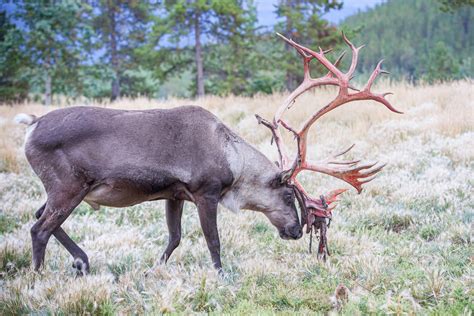 Woodland Caribou - Yukon Wildlife Preserve