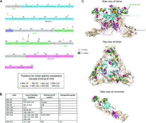 Alanine scanning mutagenesis reveals E2 residues important for mAb ...