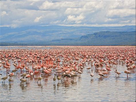 Flamingos, Lake Nakuru National Park, Kenya - Free Nature Pictures