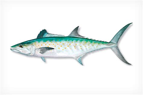 Spanish Mackerel - Florida Sportsman