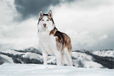 Alaskan Husky Puppies - Ultimate Dog World