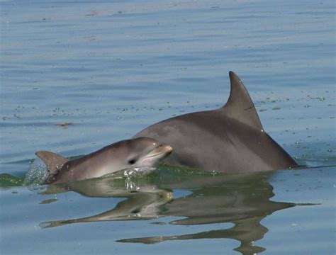 Indo-Pacific bottlenose dolphin - Whale & Dolphin Conservation Australia