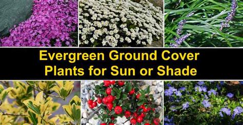 Evergreen Ground Cover Plants for Sun or Shade (With Pictures)