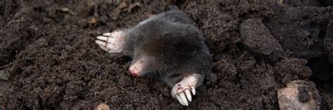 Eastern Mole | Animals Happen Wildlife Control