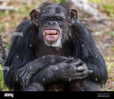 A closeup of a laughing chimpanzee with arms crossed Stock Photo - Alamy