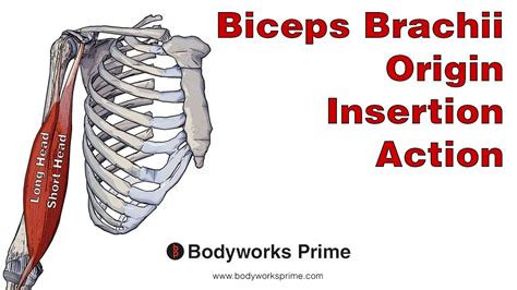 Muscle Origin And Insertion For Biceps Brachii Triceps Brachii ...