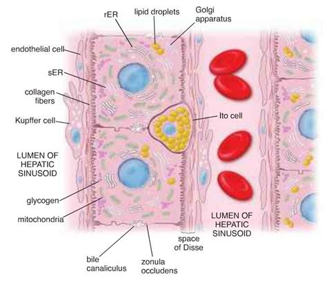 Cell diagram illustrates a one-cell thick plate of hepatocytes that is ...