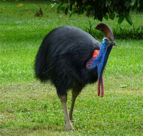 AVEEK- Blogs: Cassowary