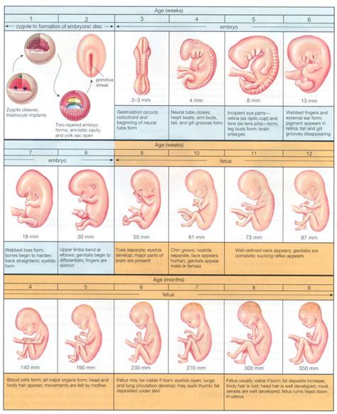 Stages of Evolution of Man | Introduction to Embryology