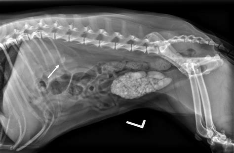 How common are canine kidney stones? | College of Veterinary Medicine