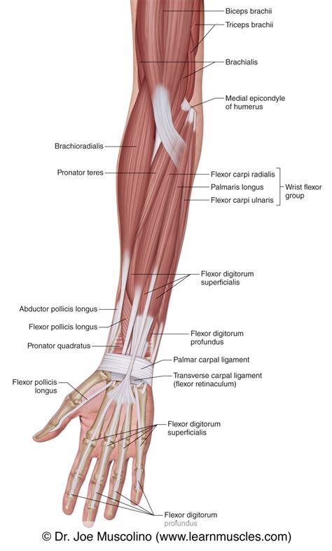 Muscles of the Anterior Forearm - Superficial View - Learn Muscles