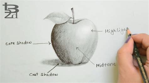 Draw Apple with Pencil | How to do Shading | Learn Light and Shadow ...