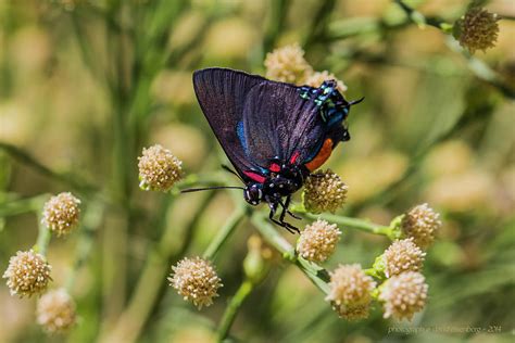 Great Purple Hairstreak Butterfly Photograph by David Eisenberg - Fine ...