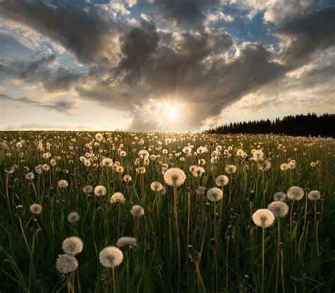 Dandelion Field Wallpapers - Top Free Dandelion Field Backgrounds ...