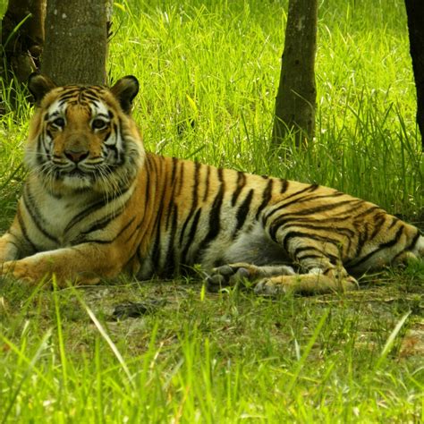 Bengal Tiger Habitat Map