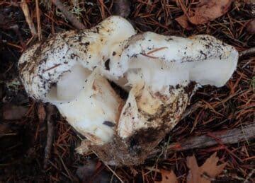 American Matsutake: Identification, Foraging, and Concerns - Mushroom ...